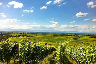 Reblandschaft im Markgräflerland